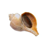 Live Conch