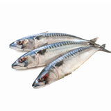 FRESH SPANISH MACKEREL