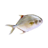 Yellow tail pomfret