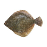 Frozen Golden Turbot