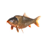 LIVE CARP FISH