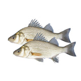 Fresh East Coast White Perch