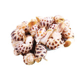 Fresh China Sea Whelk