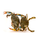 Live Blue Crab