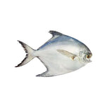 Sliver Pompano