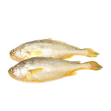 China Air Freight Yellow Croaker