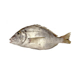 LIVE White Tilapia