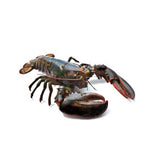 Fresh Live Lobster