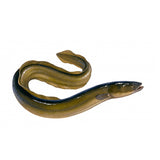 Swimming giant eel