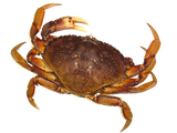 LIVE VANCOUVER CRAB