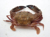 Live Rock Crab