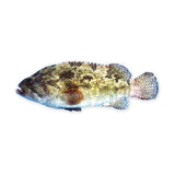 Brown-marbled Grouper