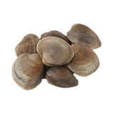 Cherry Stone Clam